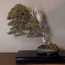 幾日もかけて辿り着いた真柏古木の“枝抜き“❗️