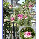 ペチコート　オダマキ