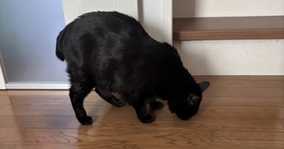 【猫写真】春の窓際の猫たち