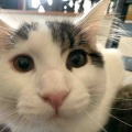 どんどんドアップ
