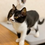 『【猫】まめちゃんとラムくん　トライアル決定』の画像