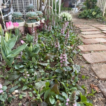 ＊ローズベリーレッドに実が生った♡