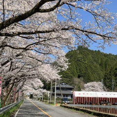 飛騨かなやまの桜　開花状況 2026