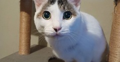 アクティブになりすぎるポン太。と、朝焼け風しずくレジン作りました。