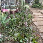 のばらのガーデニングブログ　Hana and Rose Garden+