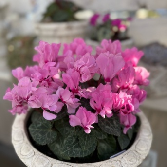 ＊圧倒的な花数シクラメンプティムーラン