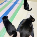 Megさんのお当番日記『たまにはアンニュイ』。