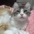 ラガマフィン　お手入れ　クロスタウン店