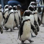 ペンギンクラブのブログ（多発性骨髄腫患者の集まり）