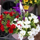 フランネルフラワーでフェアリームーン&斑入りアルケミラモリス