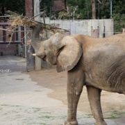 クリスマスリースのプレゼント　（２）
