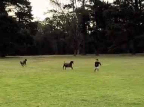 【ネコ】 少年がヤギたちに追われていた。誰か助けぇ～！ → すると…