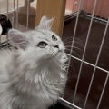 ペルシャねこ(=^・^=)