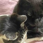 北海道平取町の農家奮闘記