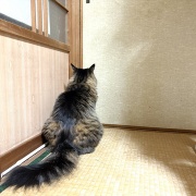 【猫写真】見返りマロちゃん