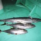 Past achievements 2003-2004 過去の実績