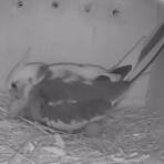 オカメインコ暮らし