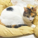 野菜いっぱいの豚汁＆手羽元焼き