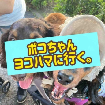 ポコちゃん、ええ感じや。
