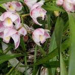 FIRE　夢だらけ夢まみれ