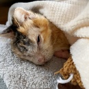 もうダメかと諦めかけましたが＆生姜焼きどんぶり