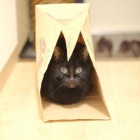 『愛猫ルルちゃん紙袋に入る。　2023/02/16』の画像