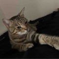 階段ハンモックは男の子たちに大人気