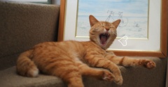 階段の猫