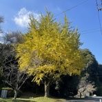 お気楽隠居のゴルフ未練