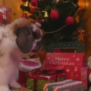 一番喜ぶものは何？