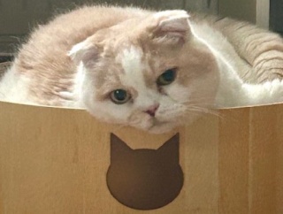 遊び方がワンちゃんみたいな猫