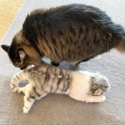 【猫写真】リアル猫ぬいぐるみと対面したマロちゃん