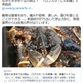 【英政府】生きたままゆでるの禁止　ロブスターにも苦痛