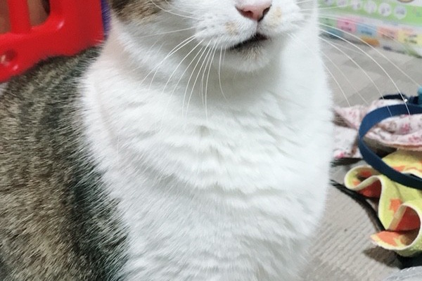 トロイのきにゃこアイス
