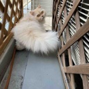 散歩デビュー