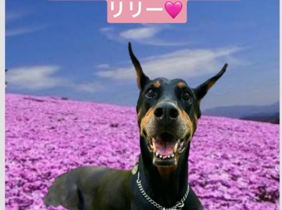 ドーベルマンのリリーちゃんも神様の元へ🌸