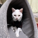 ねこかます