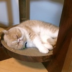 ”猫おでん”あり〼。