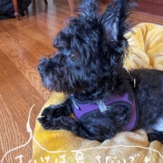 孫達を楽しみに待つ娘