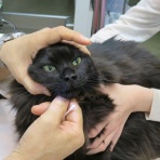 鼻から猫の毛