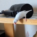 しおりを狙っている（？）文鳥