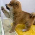 ☆とってもカワイイ子犬紹介☆