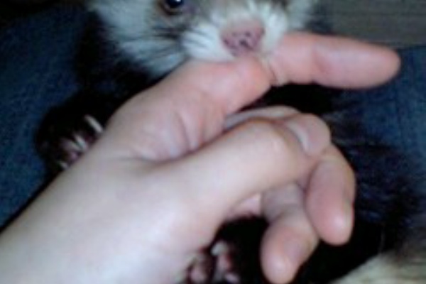 にょろっ娘 イタチ通信 07