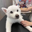 ふうかちゃんが虹の橋へ旅立ちました