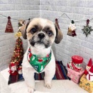 12/18 トリミングに来てくれた子達