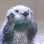 輸入禁止になり、日本の水族館にもう4頭しかいないラッコ「見られるうちに見た方がいい」