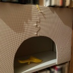 お昼寝だより〜ラガマフィンなぎと私＋テン