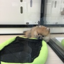 マイペース🐶ポメラニアン