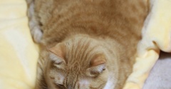 アーモンドカステラ似の猫。