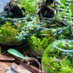 SONOアクアプランツファーム水草･海藻情報局